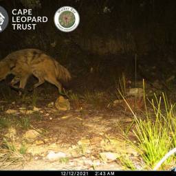Aardwolf